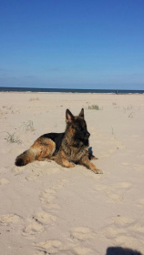 Unser Hund am Strand.